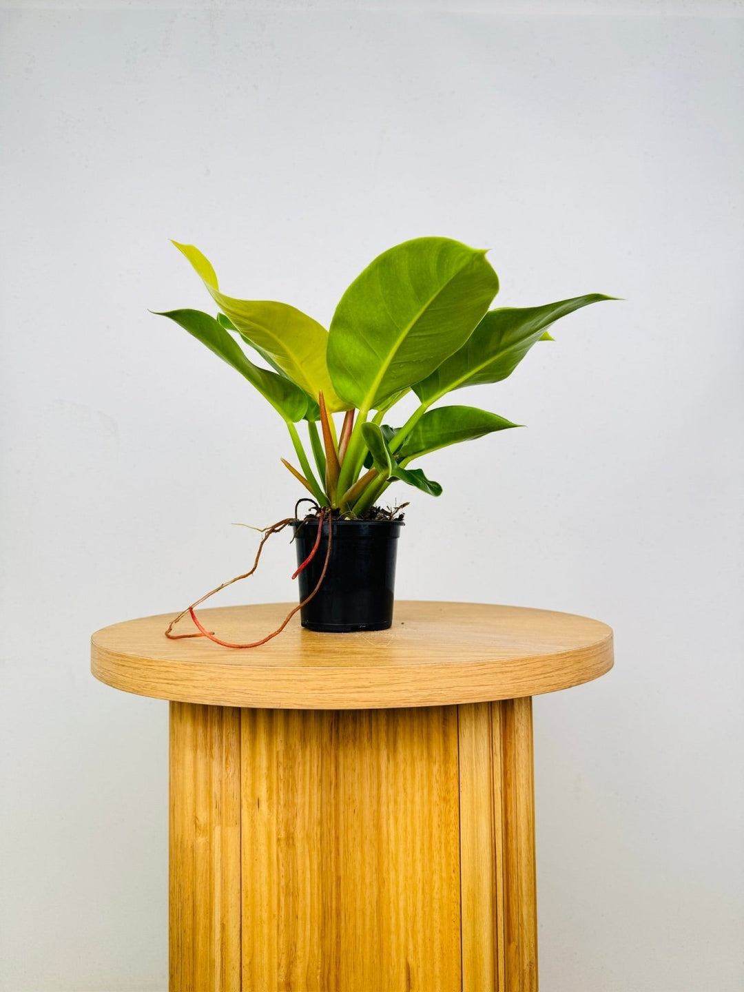 paper gold black philodendron australia Philodendron Imperial Gold | Uprooted