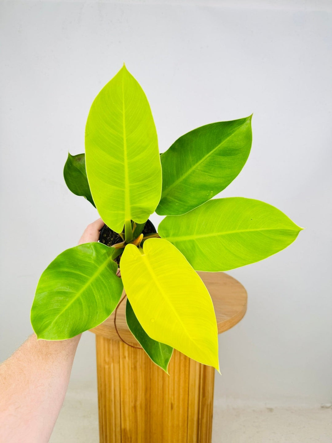 Philodendron Erubescens - Imperial Gold | Uprooted