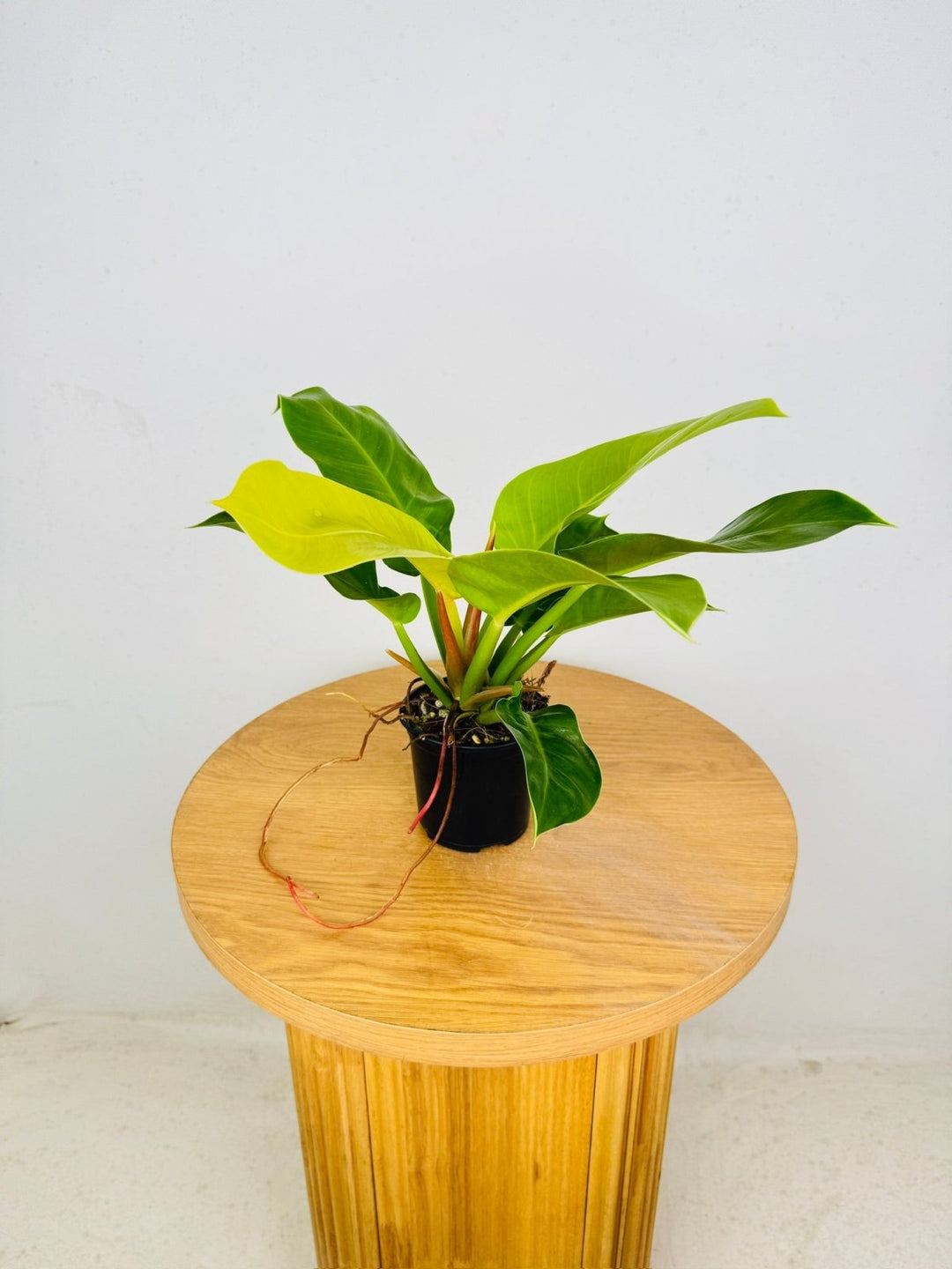 philodendron imperial gold care Philodendron Imperial Gold | Uprooted