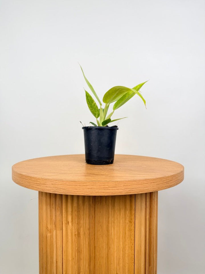 Philodendron Erubescens - Lemon Twist | Uprooted