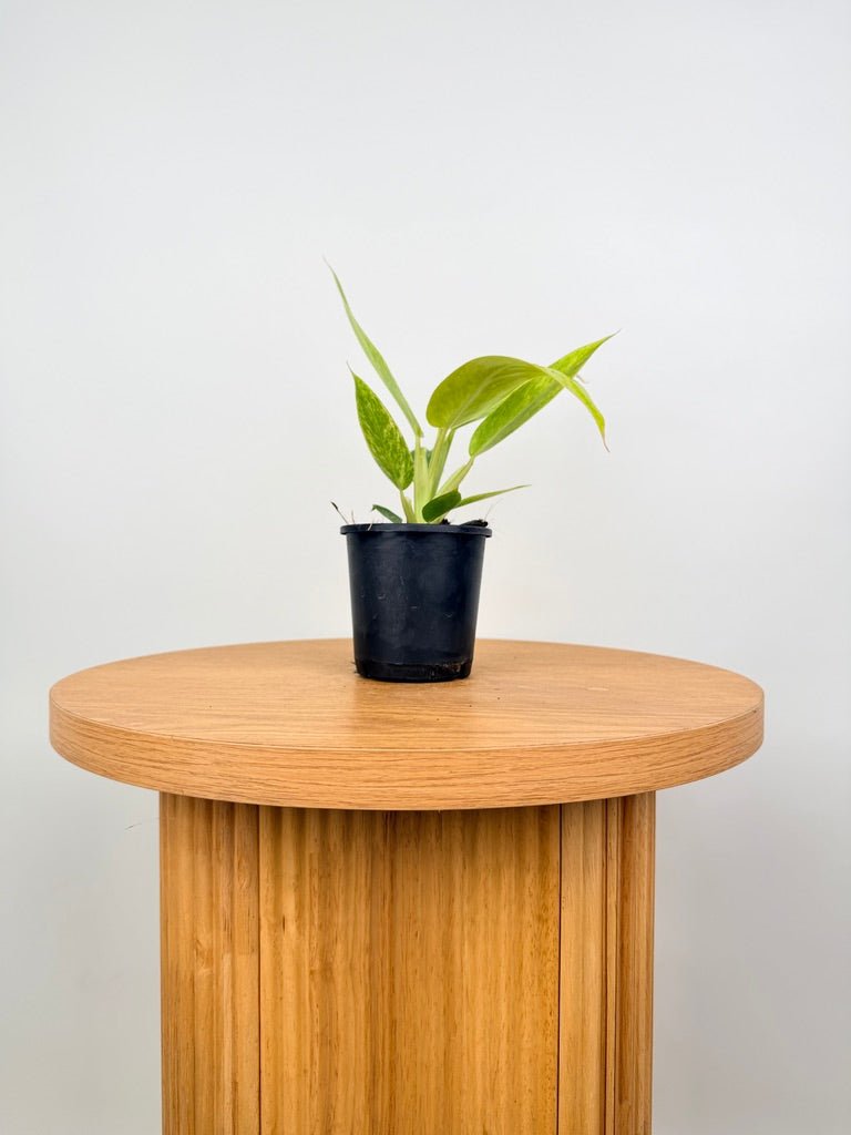 philodendron lemon twist Philodendron Erubescens - Lemon Twist | Uprooted