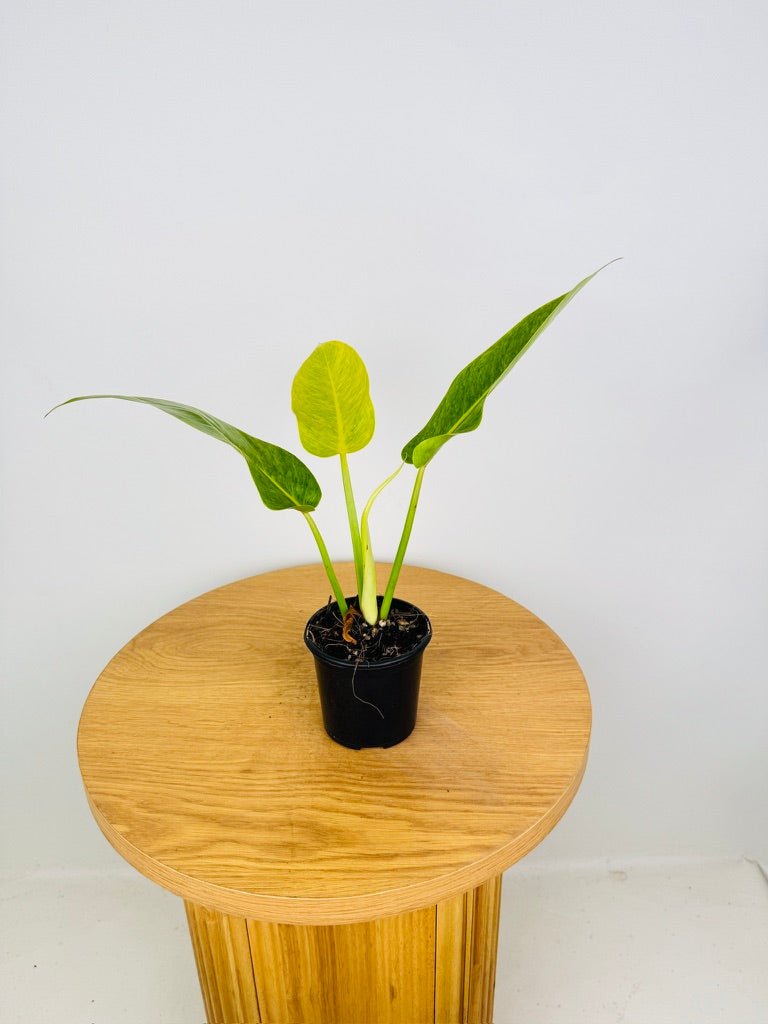 philodendron erubescens & 39 Philodendron Erubescens - Lemon Twist | Uprooted
