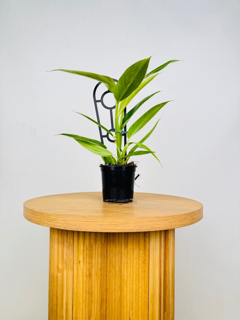 philodendron lemon twist Philodendron Erubescens - Lemon Twist | Uprooted