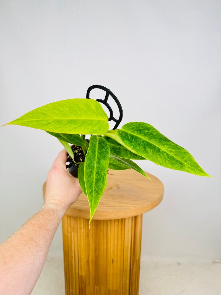 philodendron lemon twist Philodendron Erubescens - Lemon Twist | Uprooted