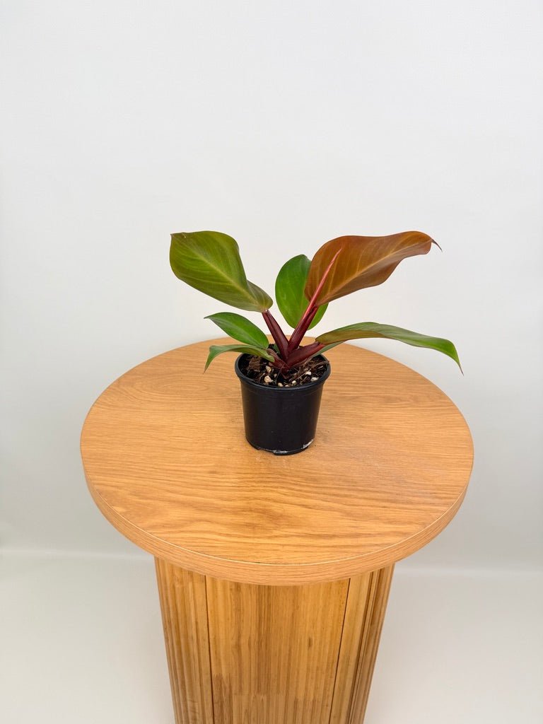 Philodendron Erubescens - Mccolley's Finale | Uprooted