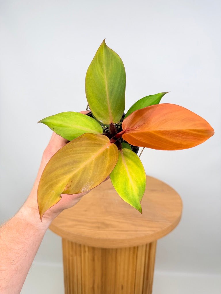 Philodendron Erubescens - Mccolley's Finale | Uprooted