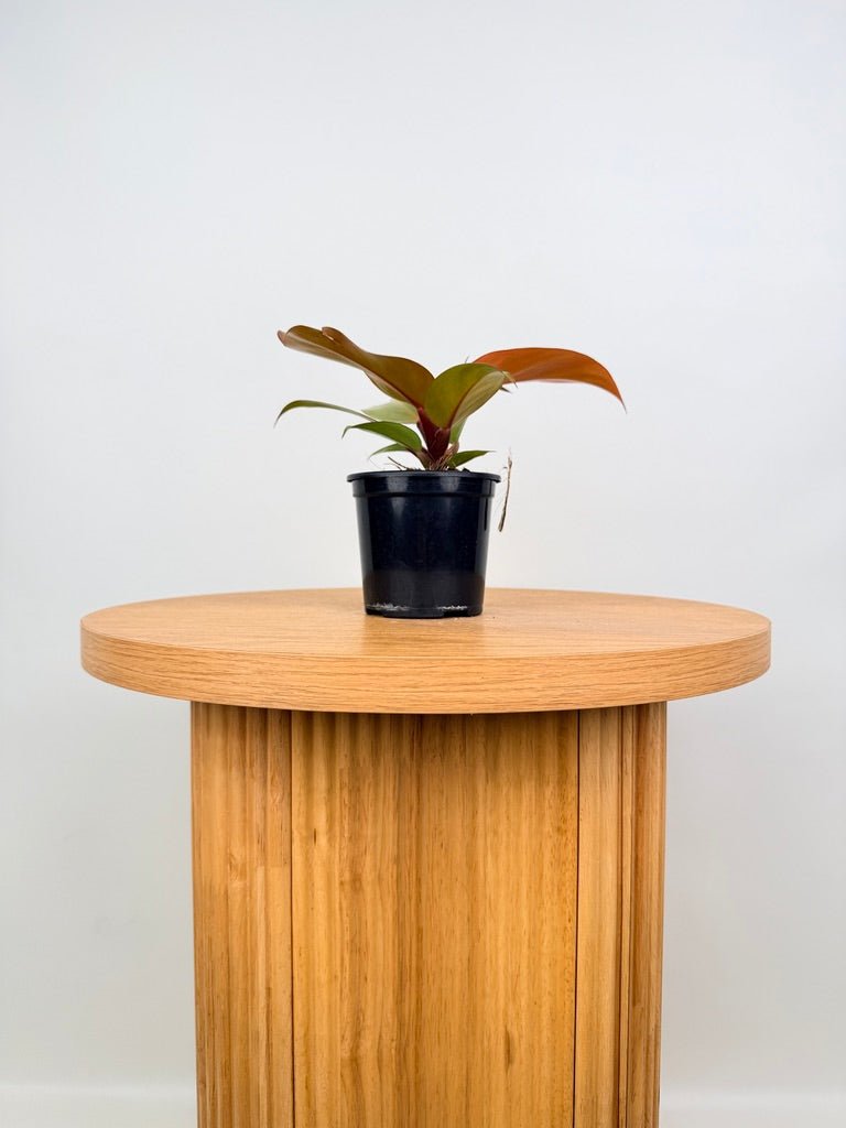 Philodendron Erubescens - Mccolley's Finale | Uprooted