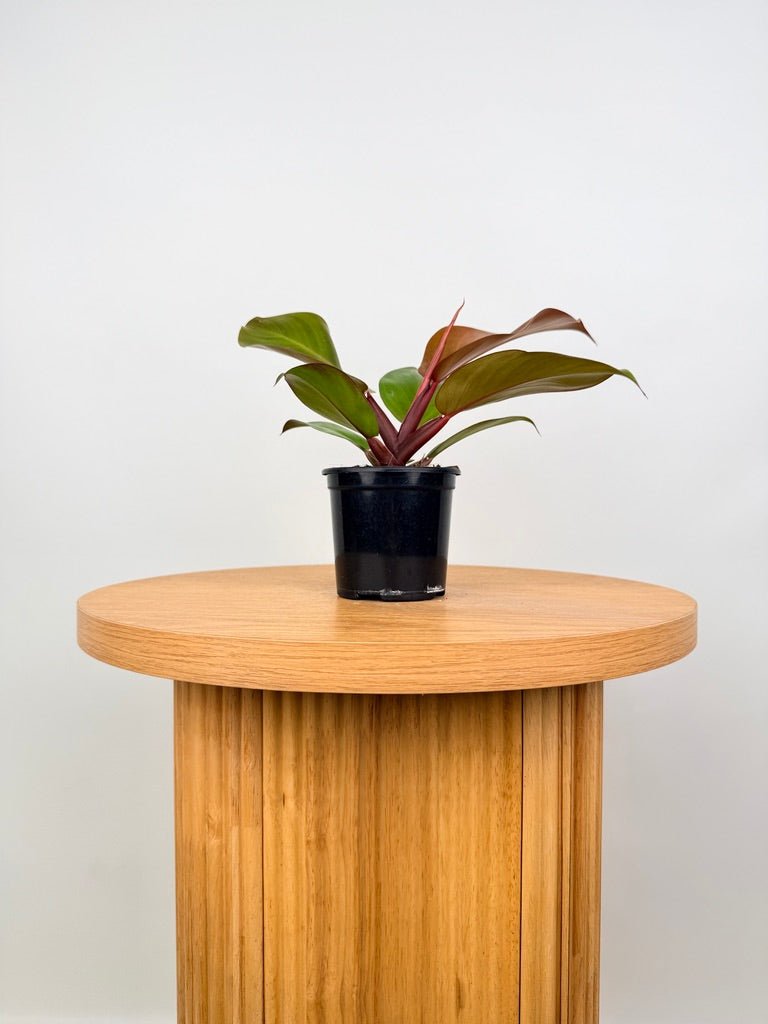 philodendron mccolley's finale hybrid Philodendron Mccolley's Finale | Uprooted