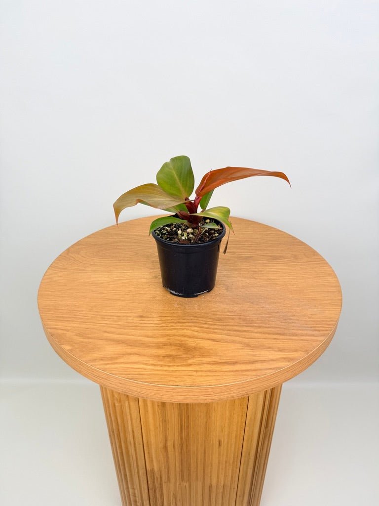 mccolley's finale philodendron plant Philodendron Mccolley's Finale | Uprooted