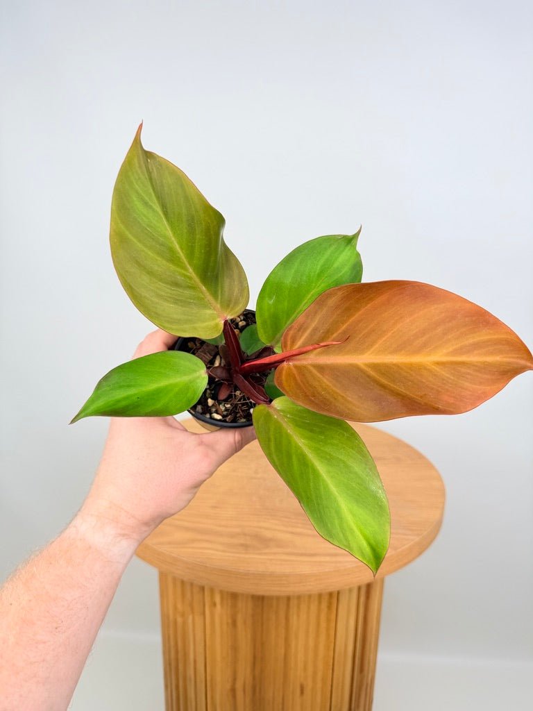 Philodendron Erubescens - Mccolley's Finale | Uprooted