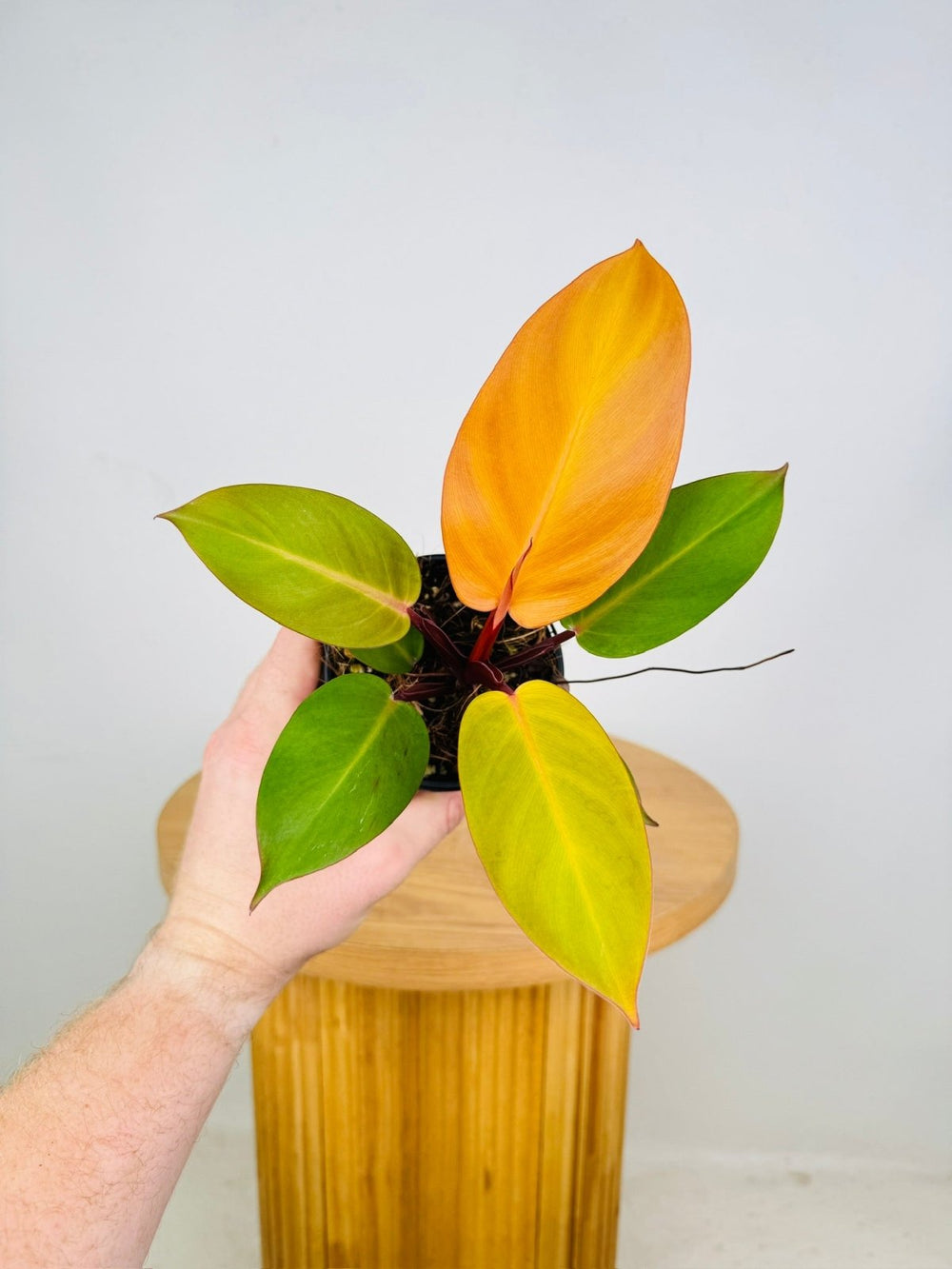 Philodendron Erubescens - Orange Juice | Uprooted