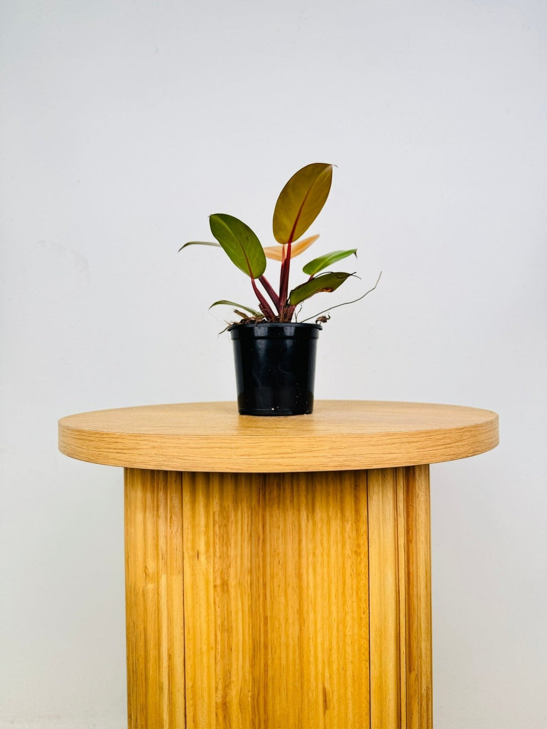 Philodendron Erubescens - Orange Juice | Uprooted