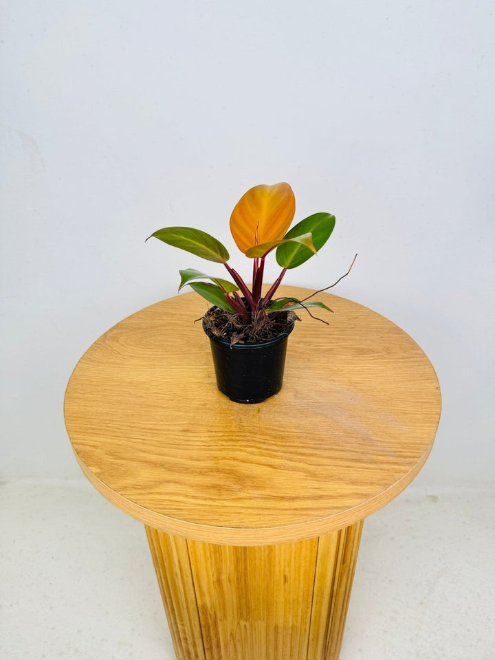 Philodendron Erubescens - Orange Juice | Uprooted