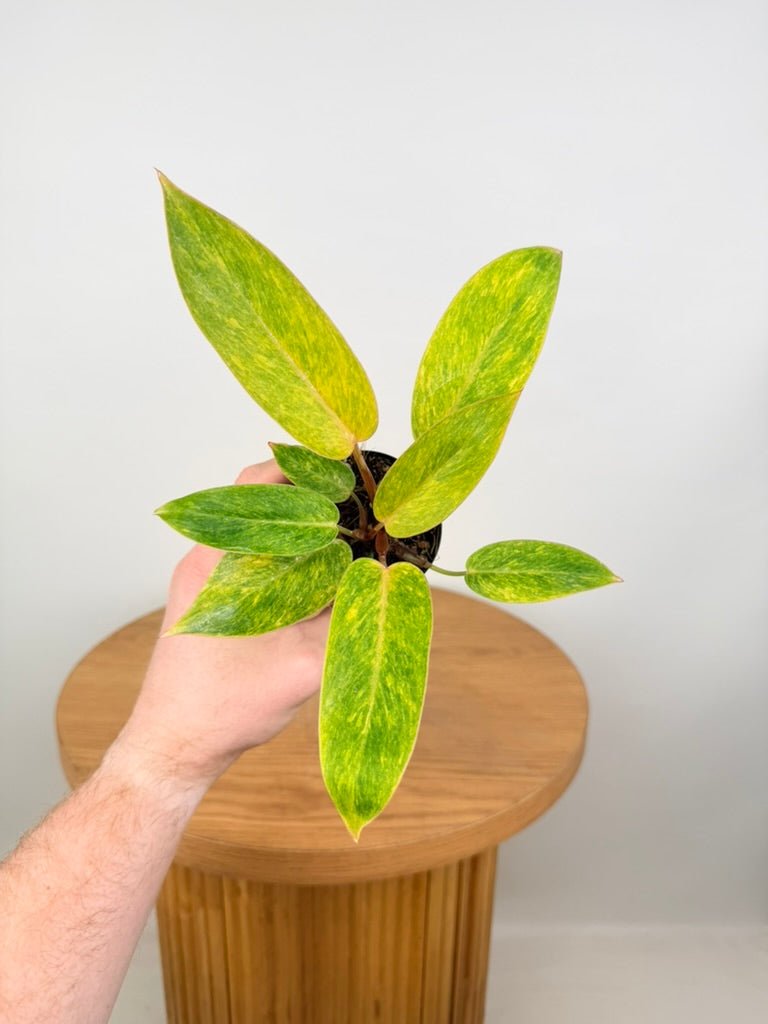 Philodendron Erubescens - Painted Lady | Uprooted