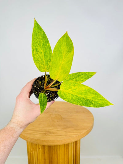 Philodendron Erubescens - Painted Lady | Uprooted