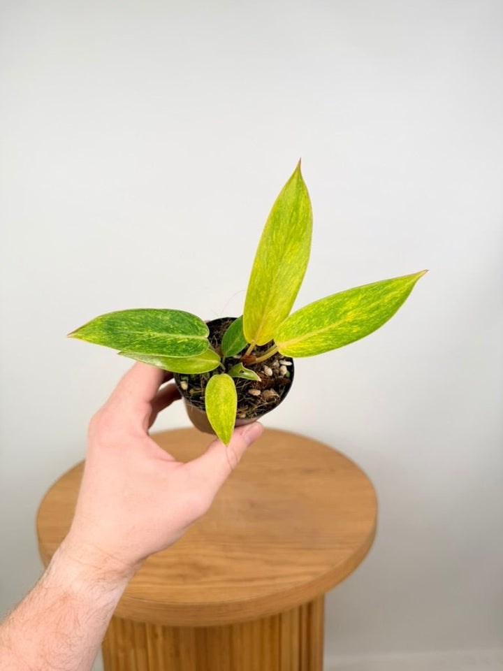 Philodendron Erubescens - Painted Lady | Uprooted