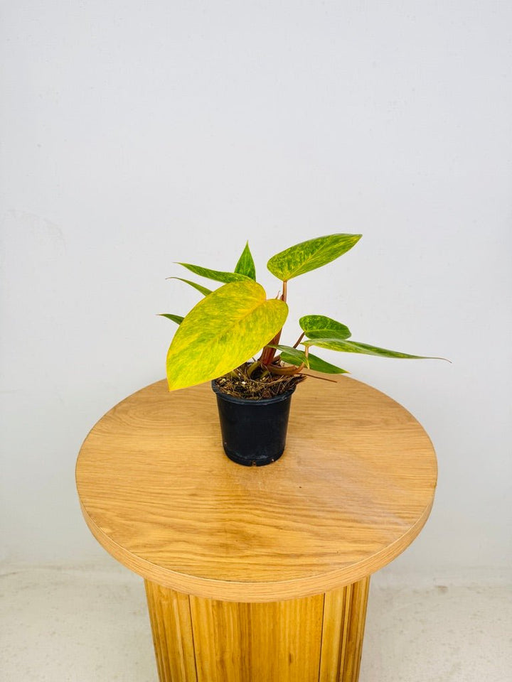 Philodendron Erubescens - Painted Lady | Uprooted