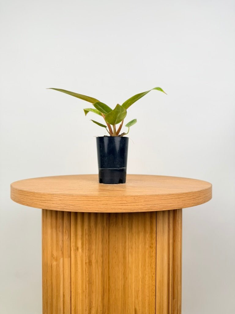Philodendron Erubescens - Painted Lady | Uprooted