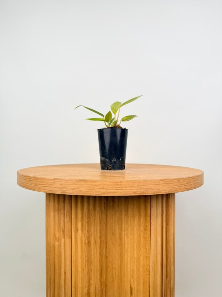 Philodendron Erubescens - Painted Lady | Uprooted