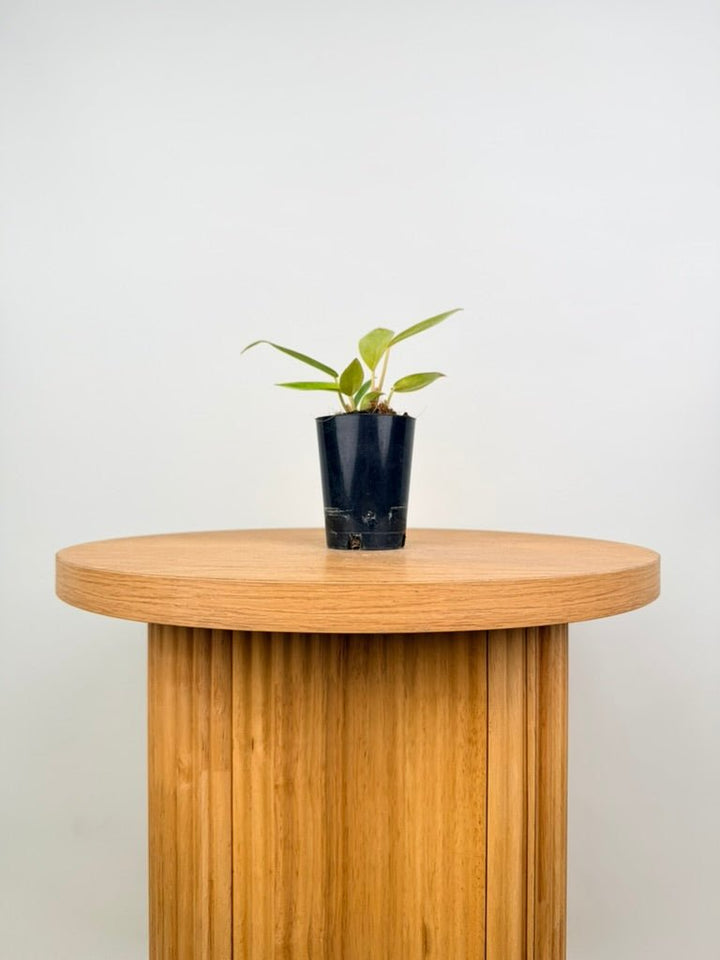Philodendron Erubescens - Painted Lady | Uprooted