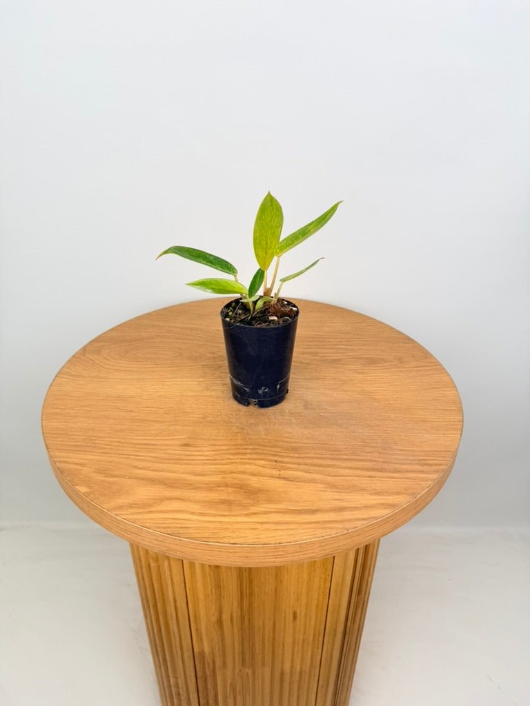 Philodendron Erubescens - Painted Lady | Uprooted