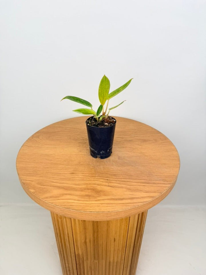 Philodendron Erubescens - Painted Lady | Uprooted