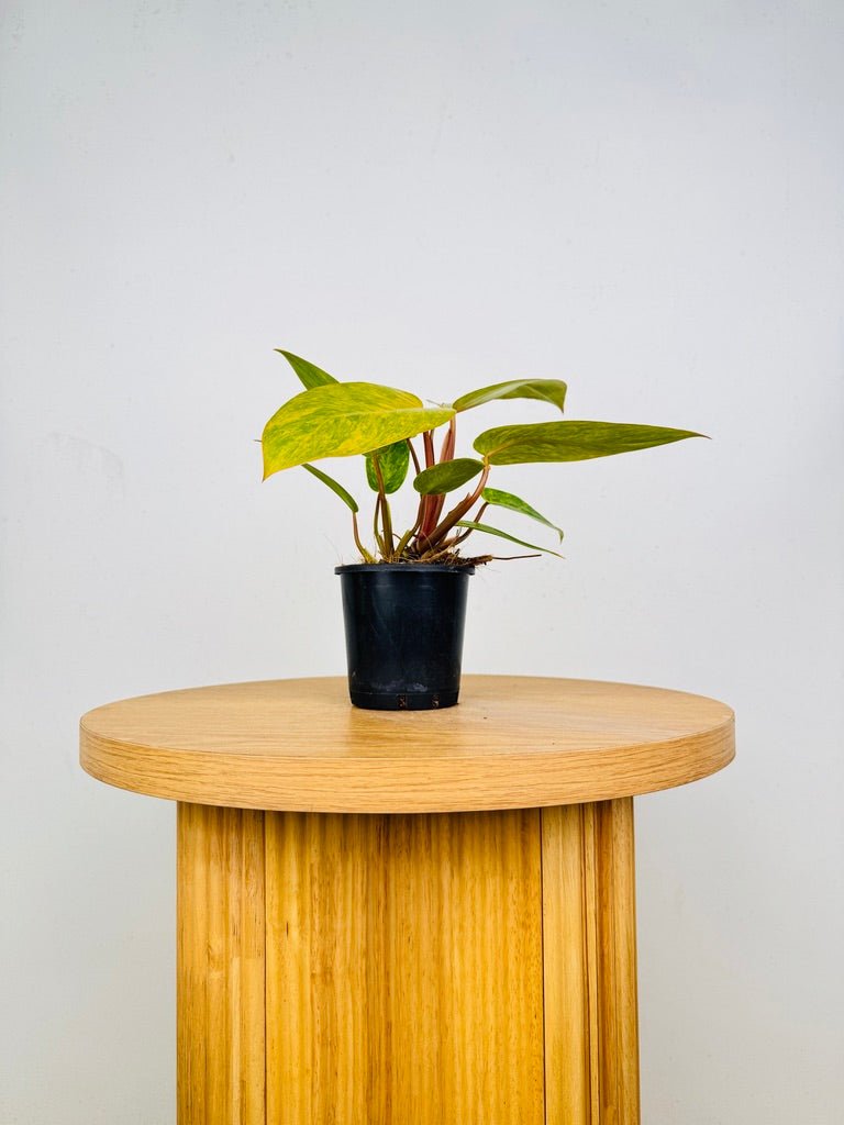 Philodendron Erubescens - Painted Lady | Uprooted