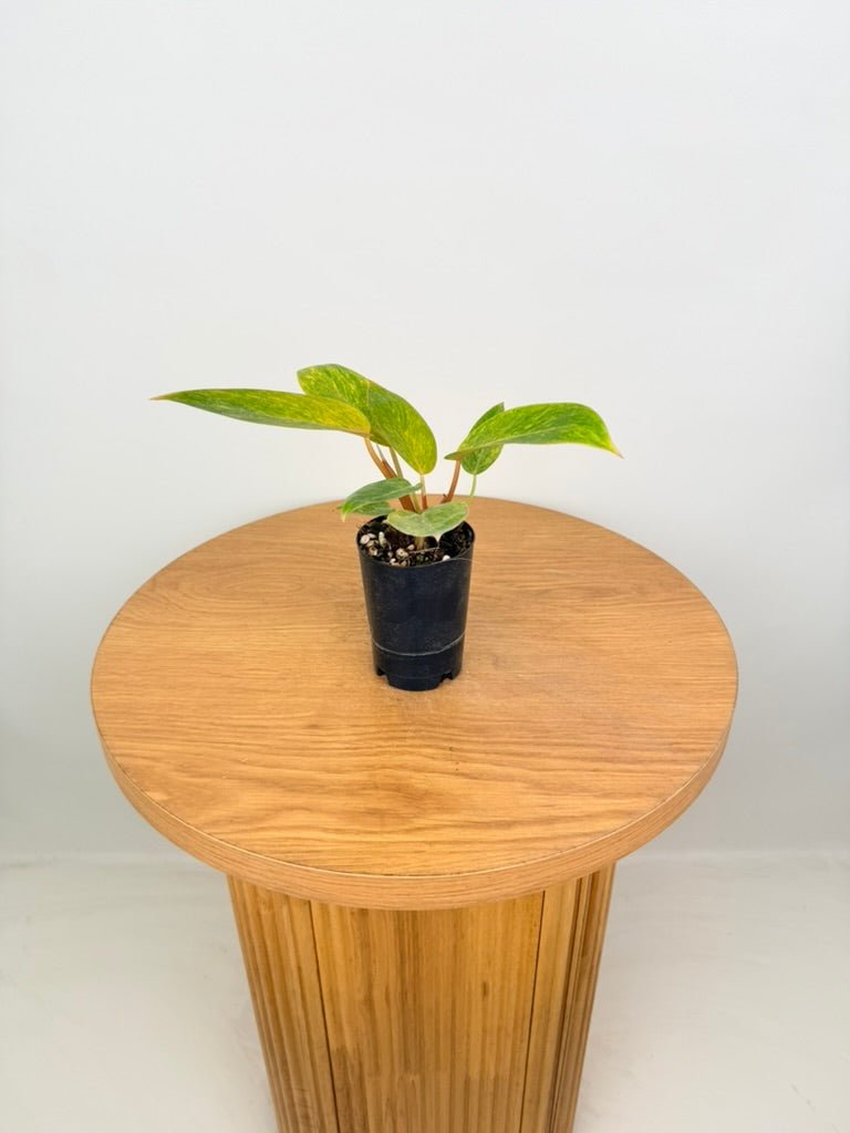 Philodendron Erubescens - Painted Lady | Uprooted
