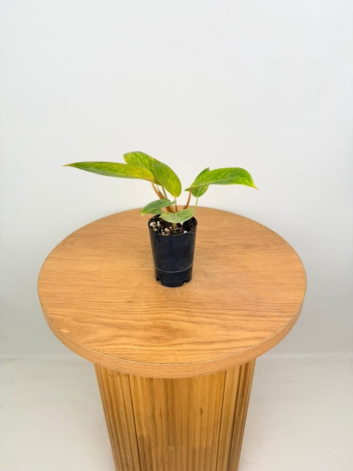 Philodendron Erubescens - Painted Lady | Uprooted
