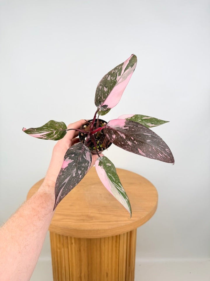 Philodendron Erubescens - Pink Princess Galaxy Marble | Uprooted