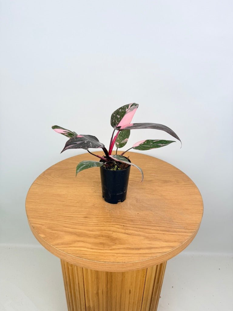 Philodendron Erubescens - Pink Princess Galaxy Marble | Uprooted
