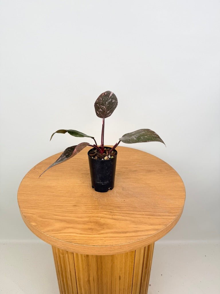 Philodendron Erubescens - Pink Princess Galaxy Marble | Uprooted