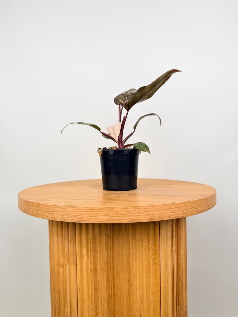 Philodendron Erubescens - Pink Princess Galaxy | Uprooted