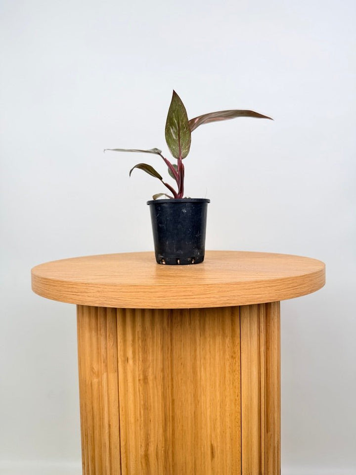 Philodendron Erubescens - Pink Princess Galaxy | Uprooted