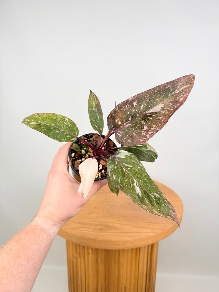 Philodendron Erubescens - Pink Princess Galaxy | Uprooted