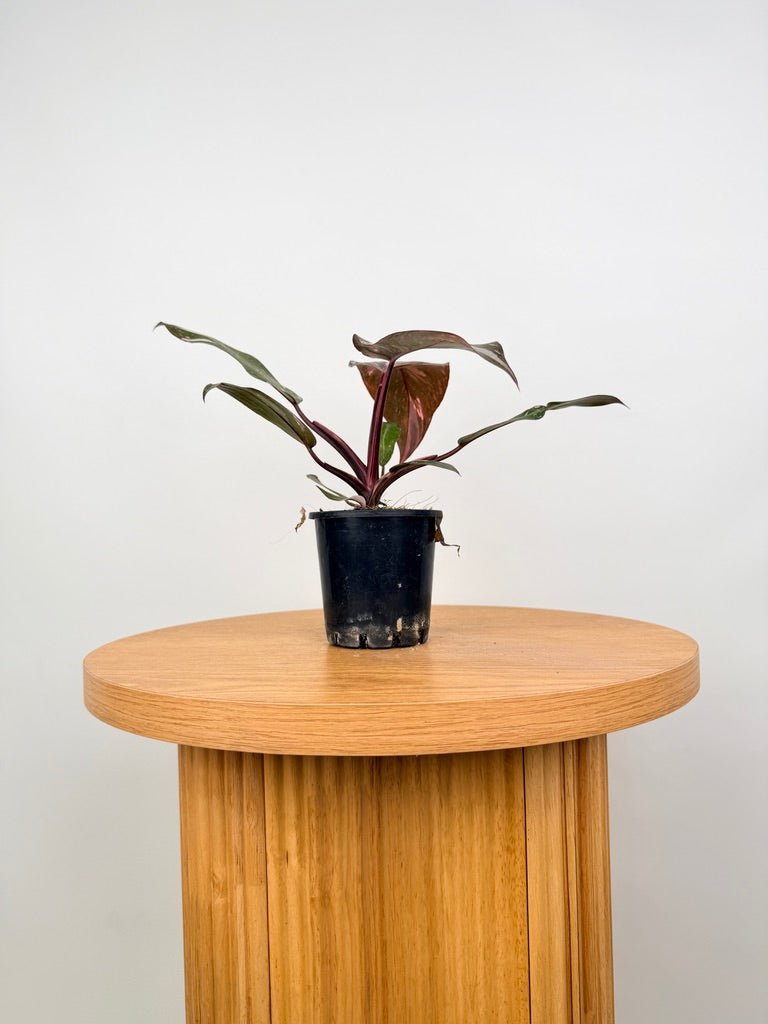 Philodendron Erubescens - Pink Princess Galaxy | Uprooted