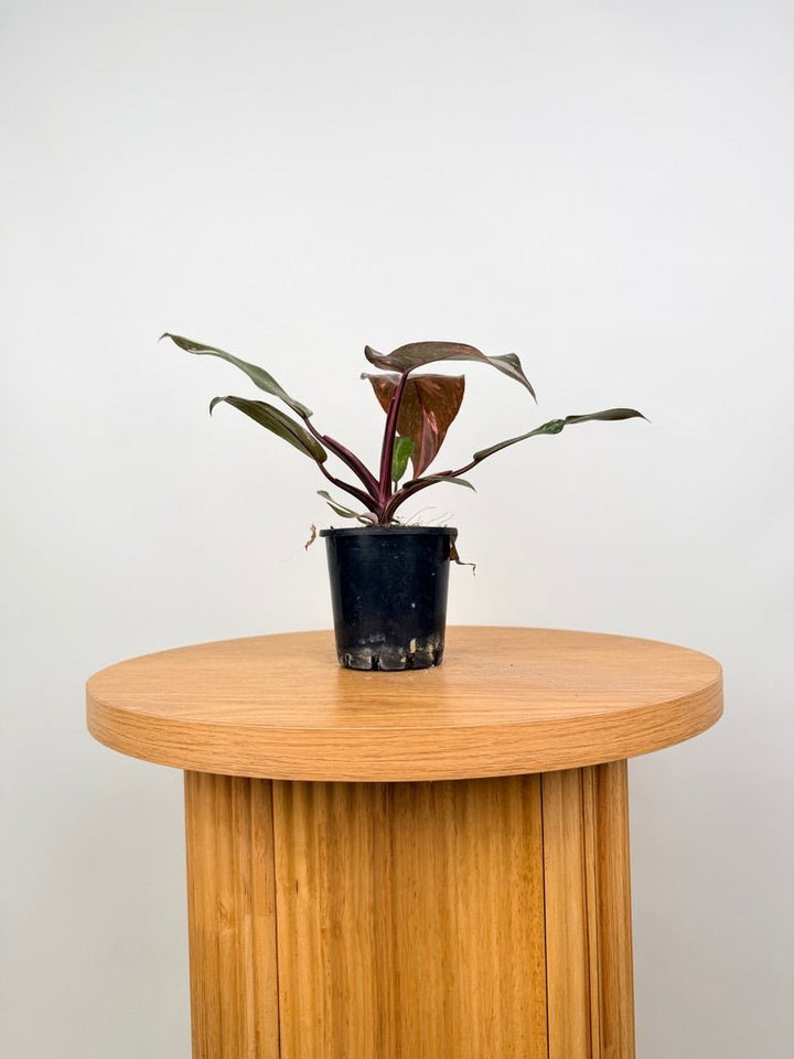 Philodendron Erubescens - Pink Princess Galaxy | Uprooted