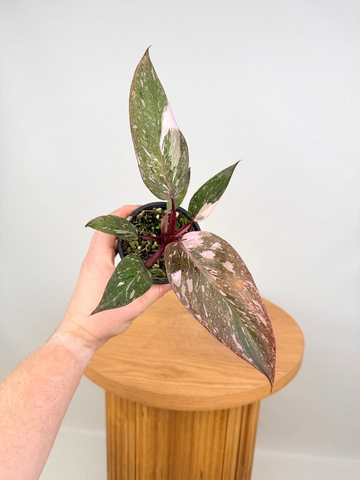 Philodendron Erubescens - Pink Princess Galaxy | Uprooted