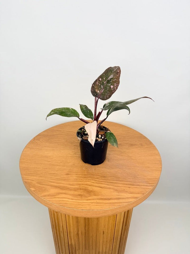 Philodendron Erubescens - Pink Princess Galaxy | Uprooted