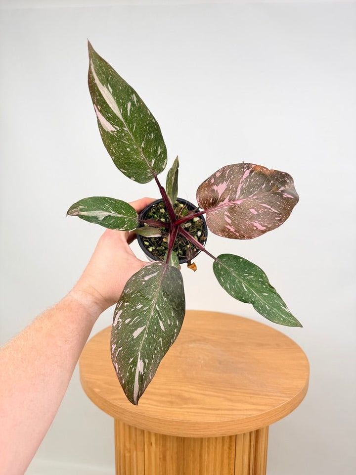 Philodendron Erubescens - Pink Princess Galaxy | Uprooted