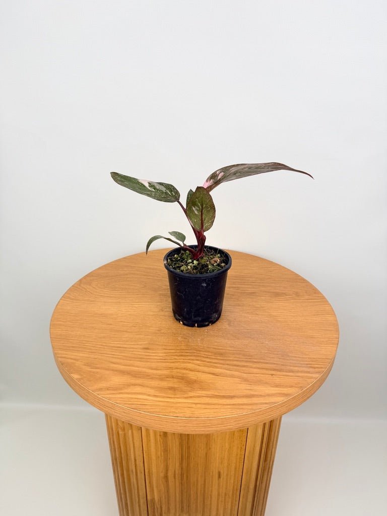 Philodendron Erubescens - Pink Princess Galaxy | Uprooted