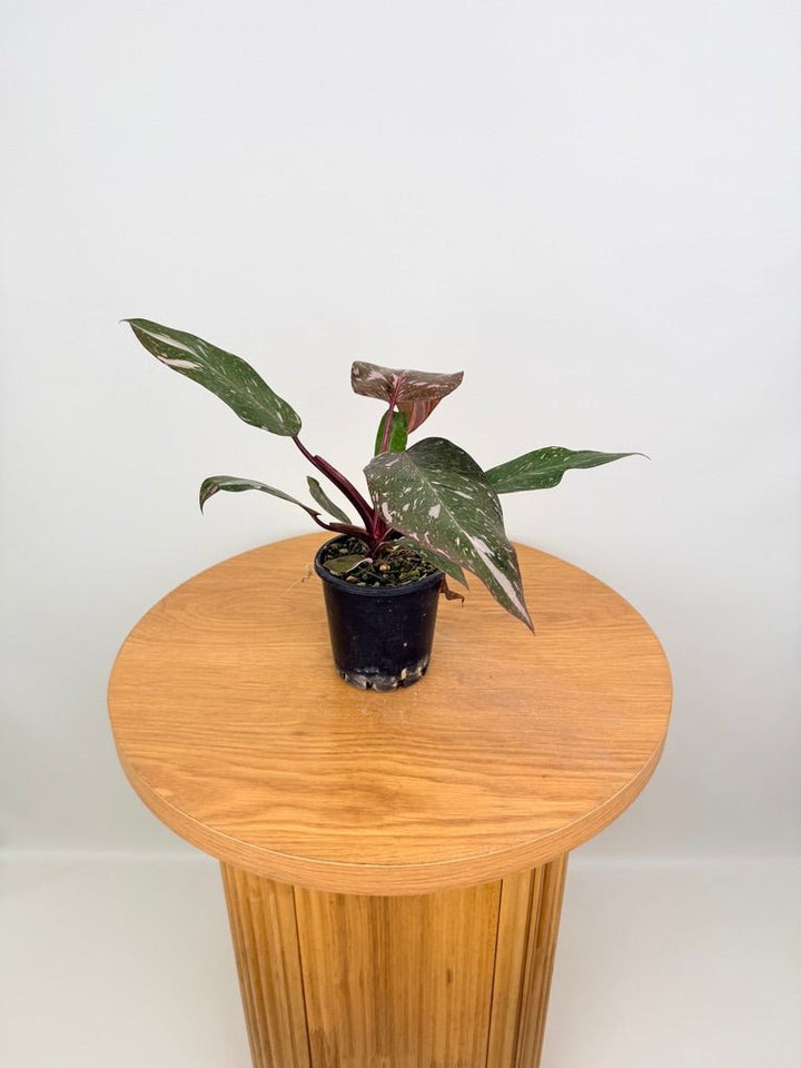 Philodendron Erubescens - Pink Princess Galaxy | Uprooted