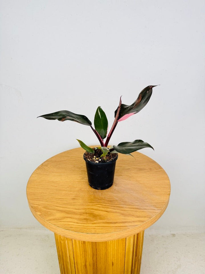 Philodendron Erubescens - Pink Princess | Uprooted