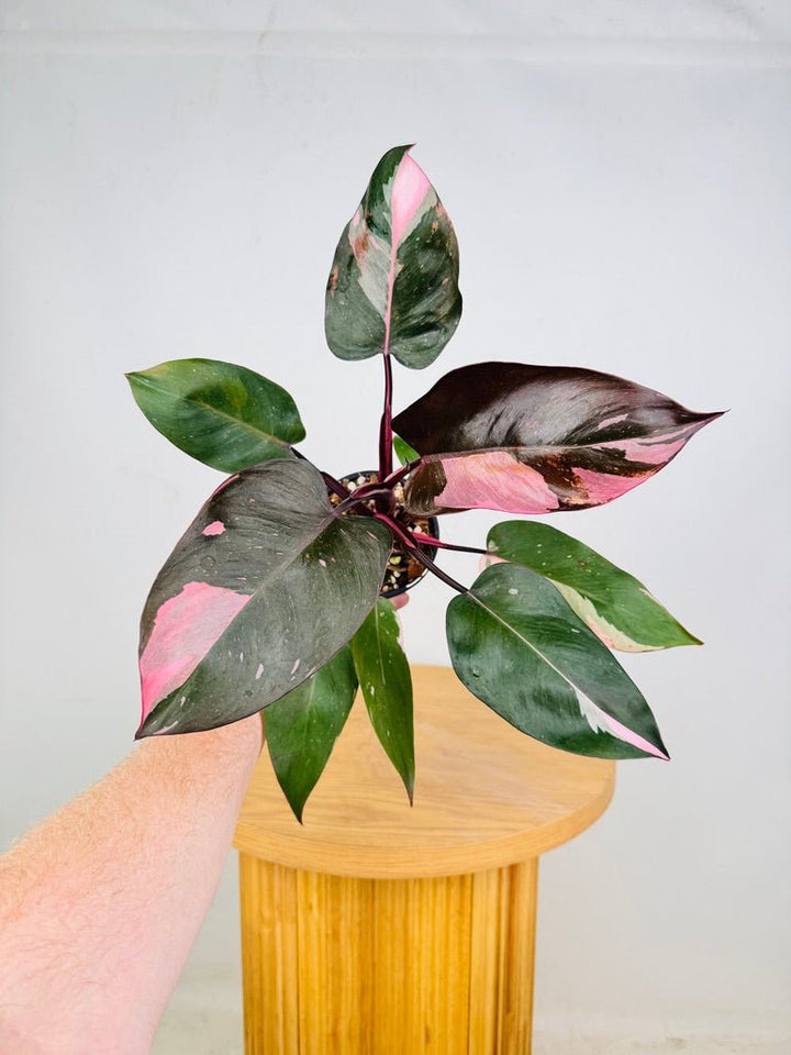Philodendron Erubescens - Pink Princess | Uprooted
