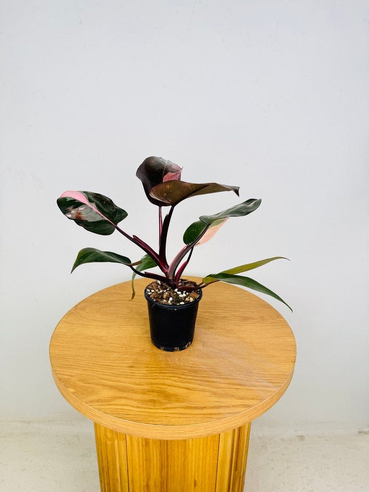 Philodendron Erubescens - Pink Princess | Uprooted