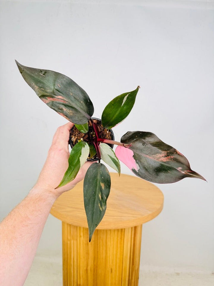 Philodendron Erubescens - Pink Princess | Uprooted