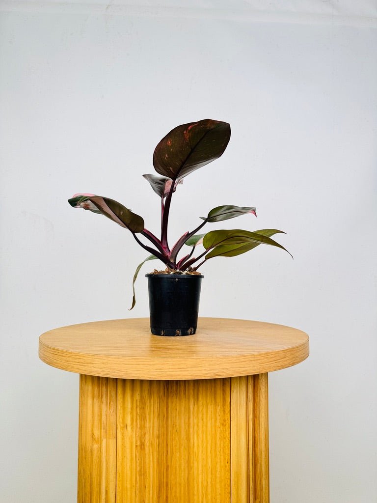 Philodendron Erubescens - Pink Princess | Uprooted