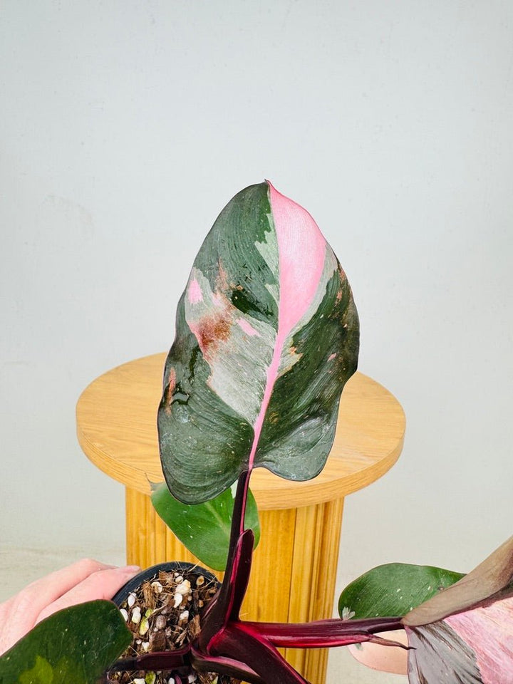 Philodendron Erubescens - Pink Princess | Uprooted