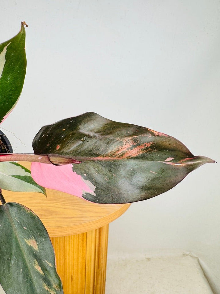 Philodendron Erubescens - Pink Princess | Uprooted