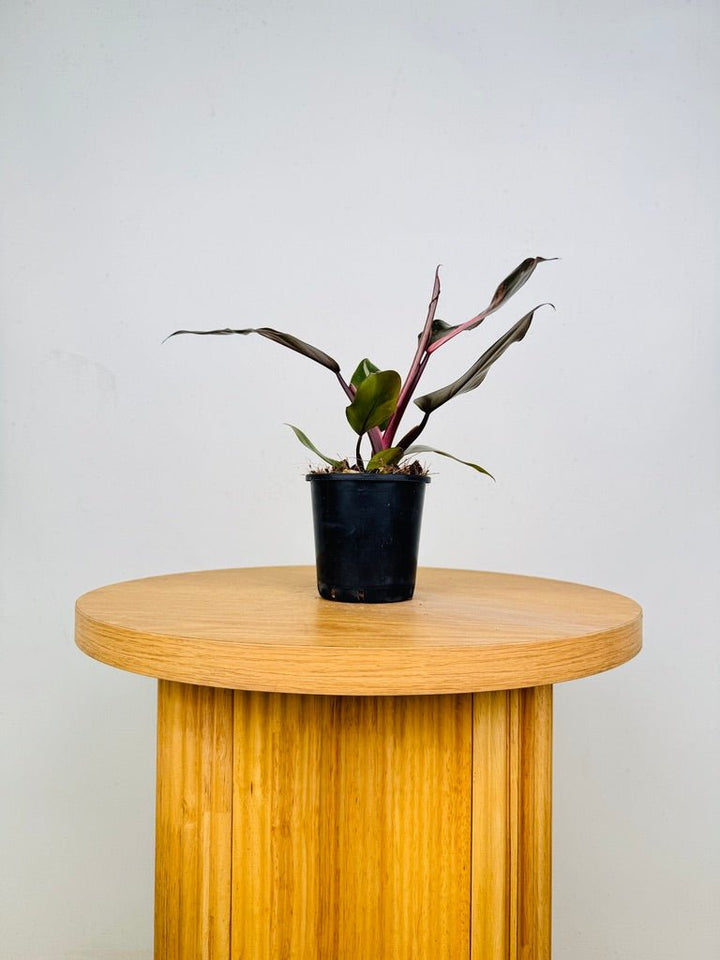 Philodendron Erubescens - Pink Princess | Uprooted